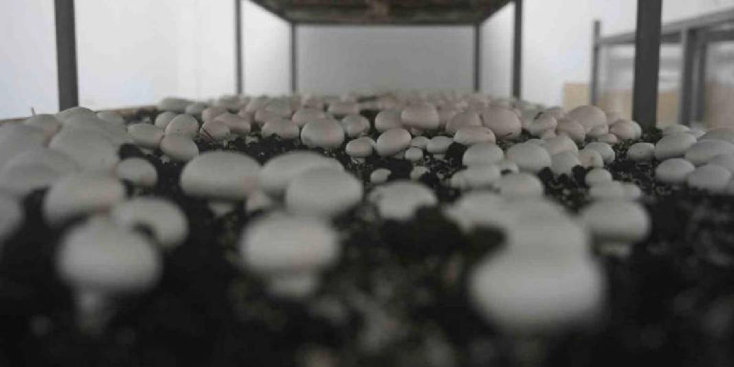 Aynı çatı altında hem eğitim hem üretim! 8 yıldır süren sistem: 60 metrekarede öğrenciler tecrübe kazanıyor 6